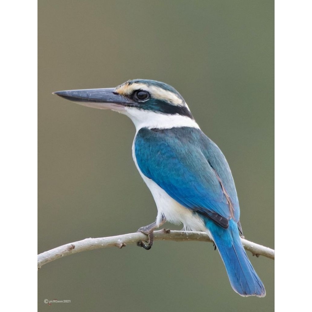 Burung tengkek udang,cocok untuk Aviary