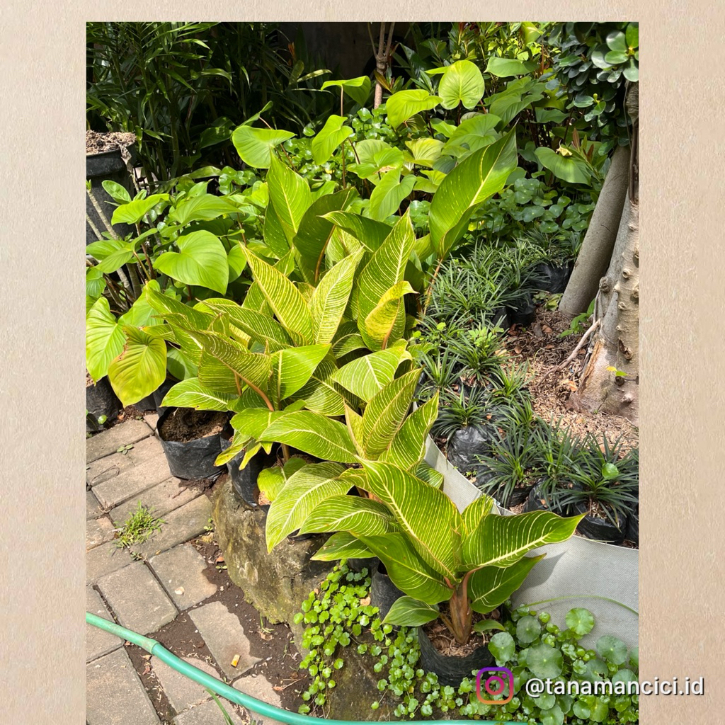 pesanan tanaman pisang bugis varigata kuning