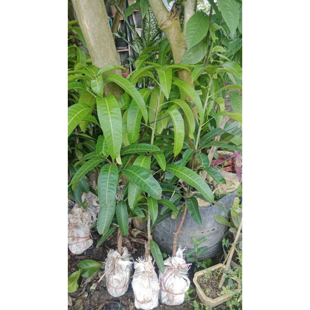 bibit mangga kiojay Thailand