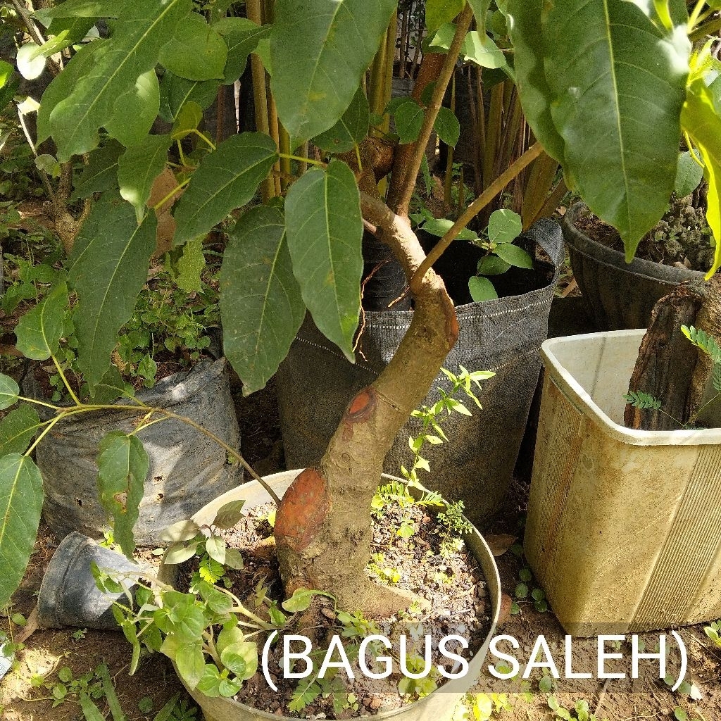 BONSAI BUNUT PUCUK MERAH