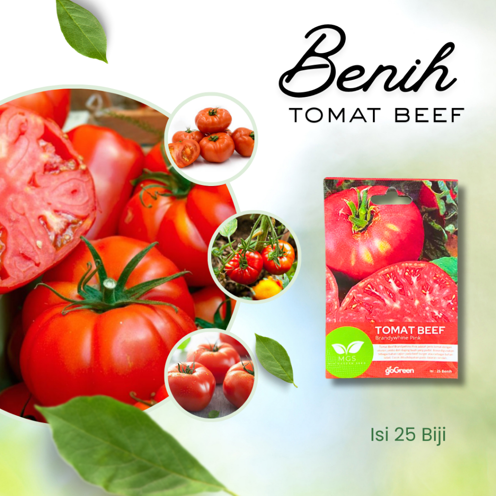 Benih Tomat Beef Merek MGS Isi 25 Benih-Benih Tomat Beef Mini Garden Seeds-Benih Tomat Beef Murah Is