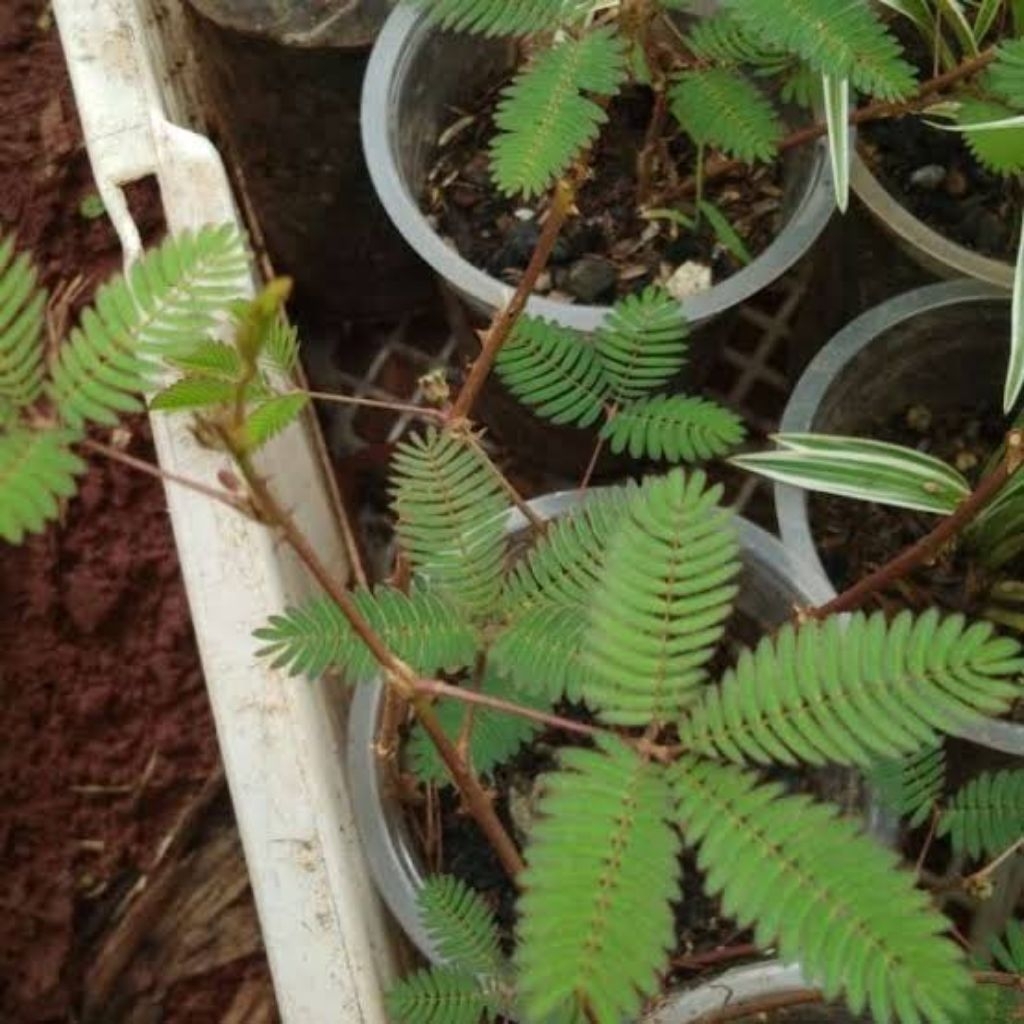 Bahan Bonsai tumbuhan Putri Malu