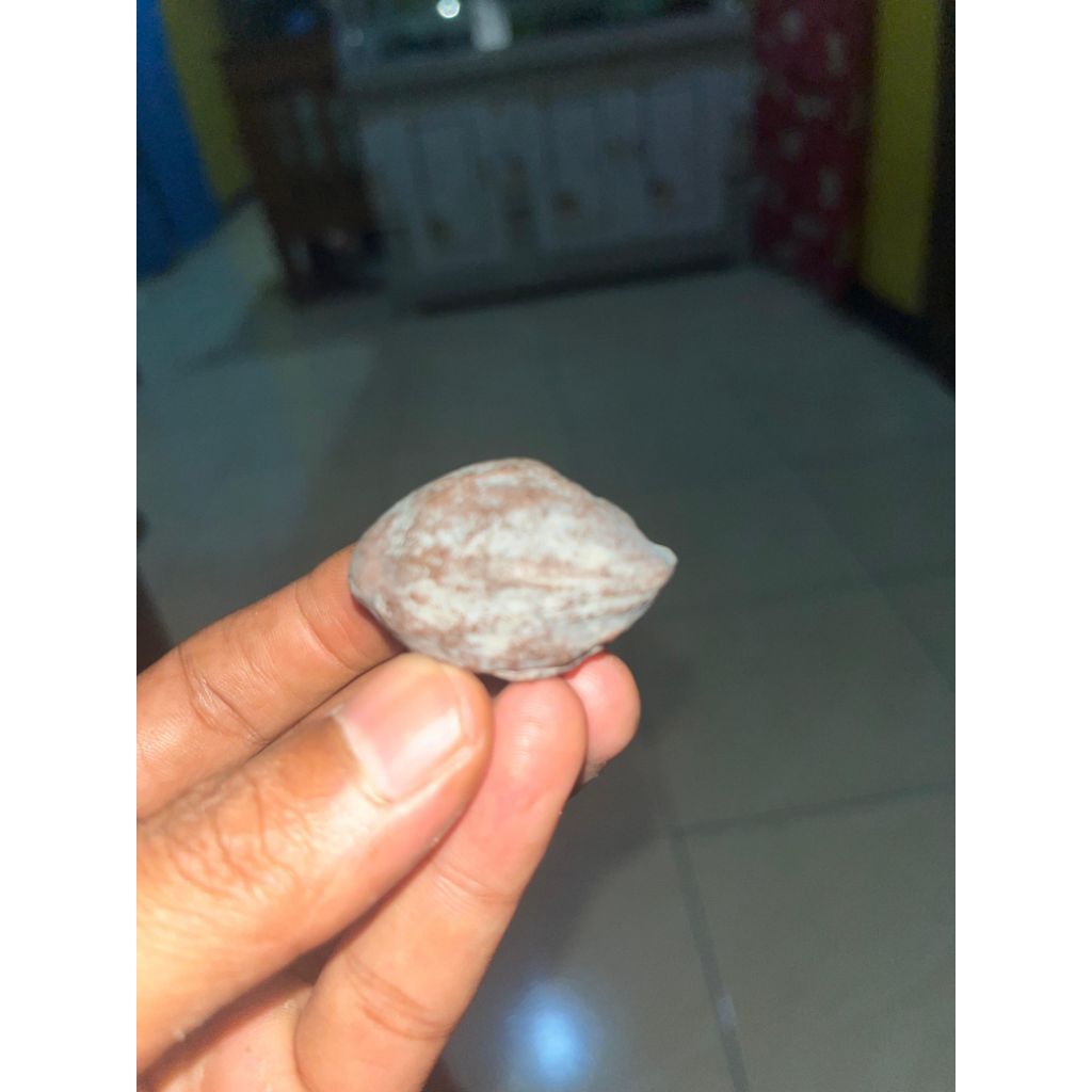 Muncang kemiri adu JENIS JAWA SI BJ