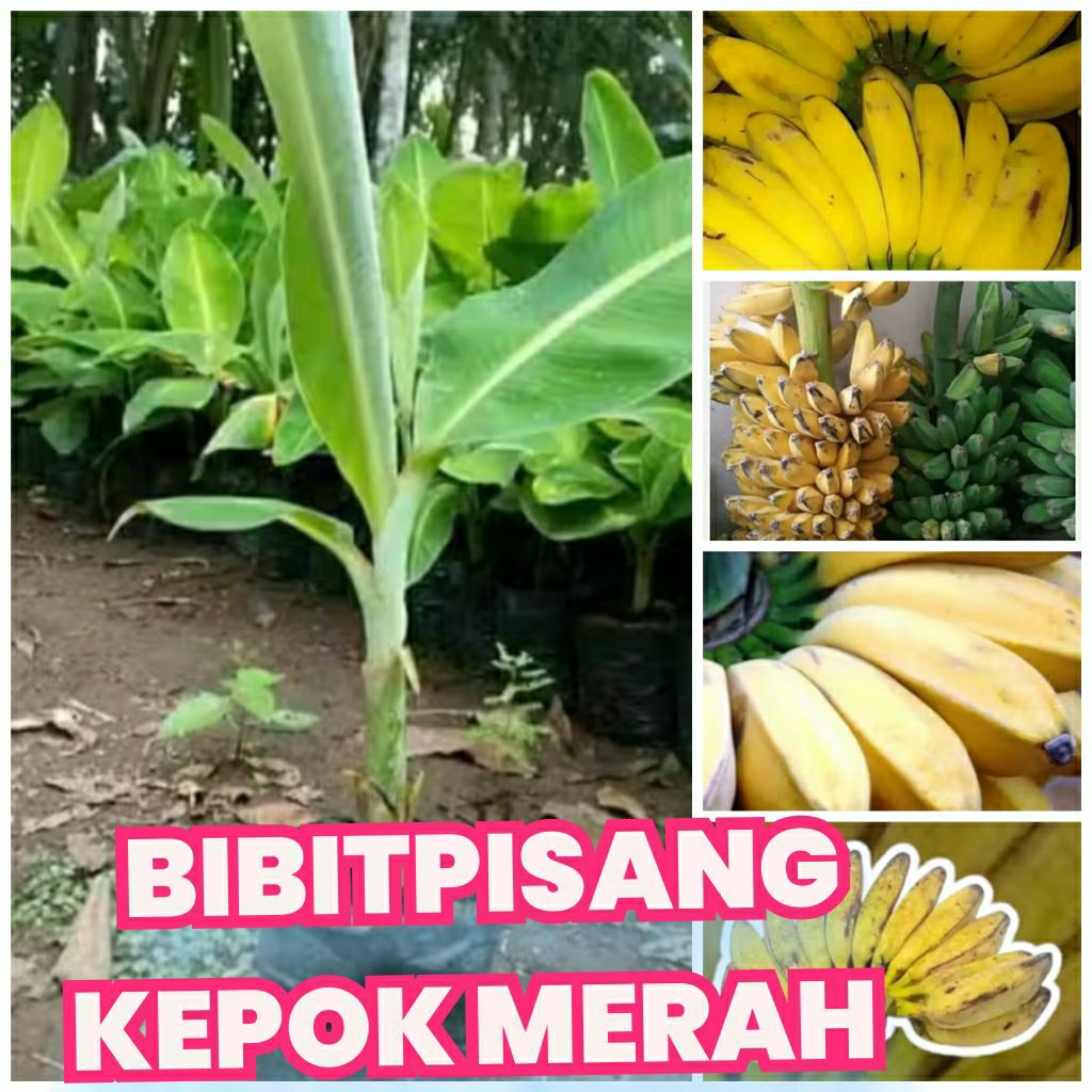 Bibit pisang kepok merah pisang sobo abang