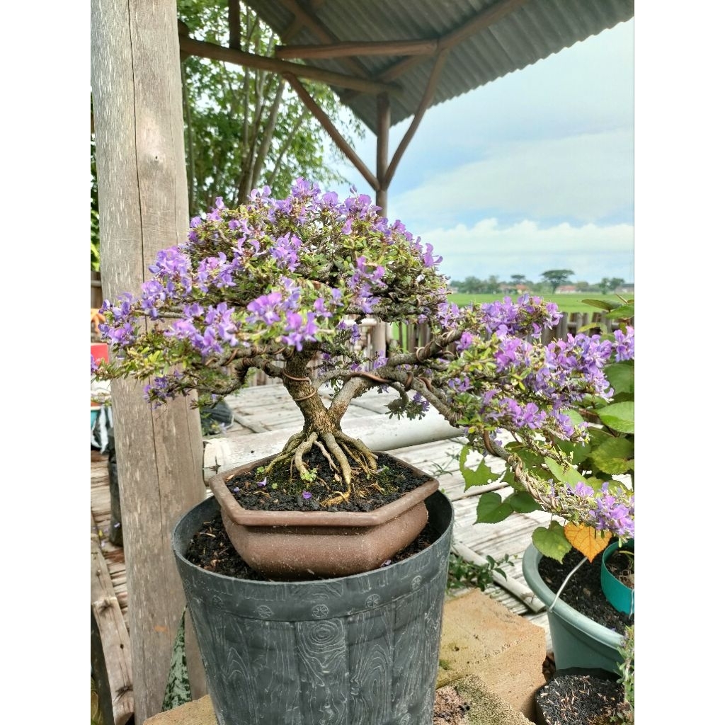 VIETNAM SAENG SIMBUR SUPER MIKRO