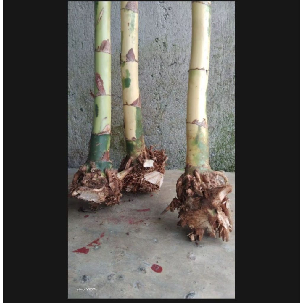 Pohon waregu bahan untuk joran