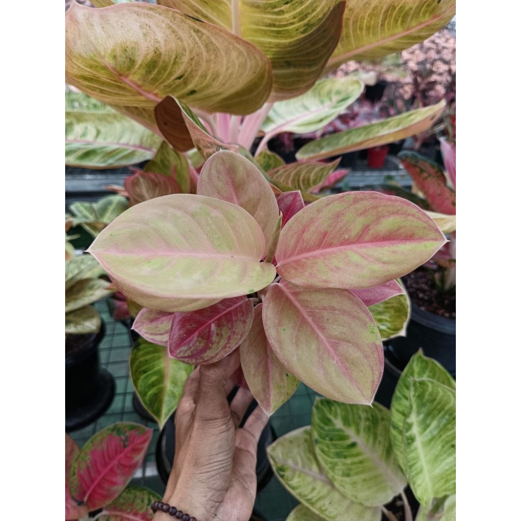 Aglonema Emerald Bule Mutasi