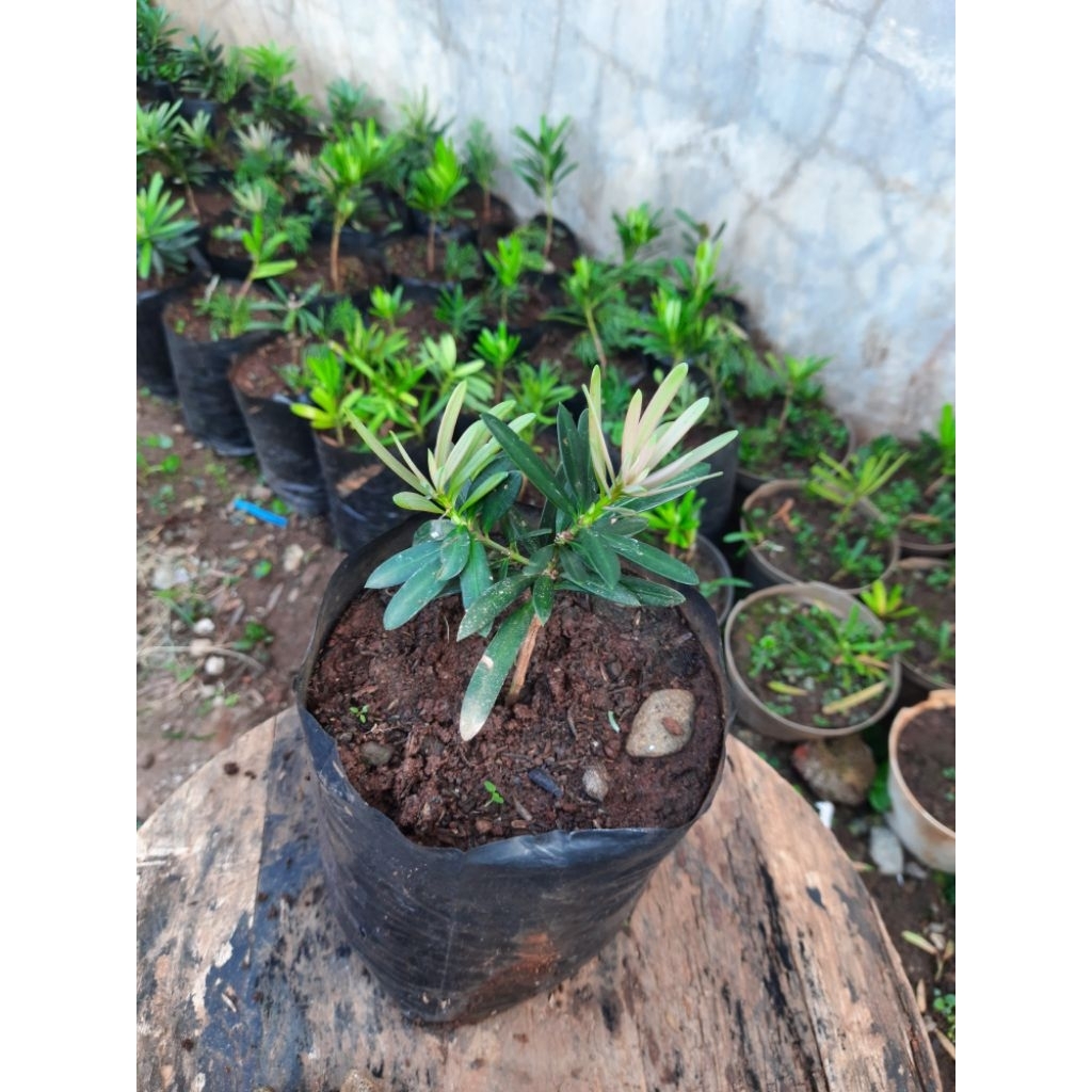 Paket 3 pohon lohansung pucuk pink ( import )