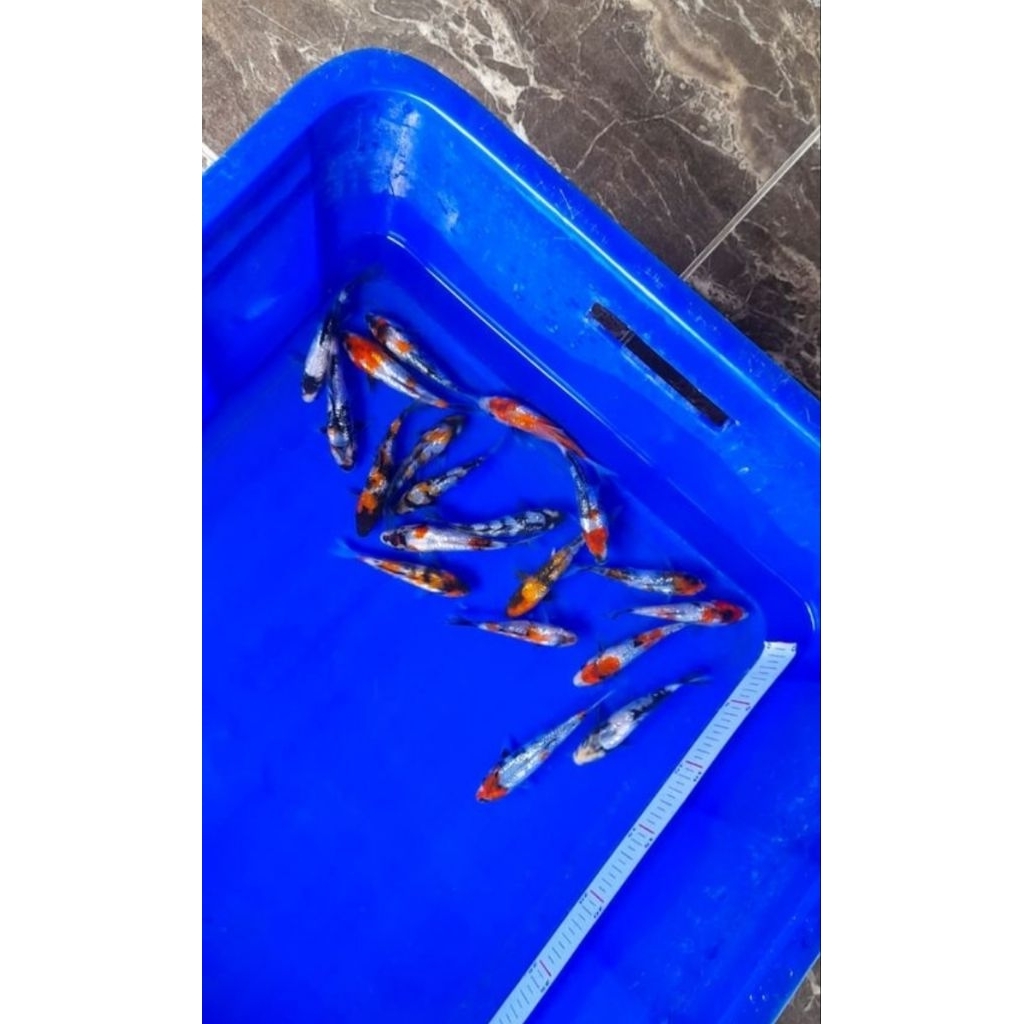 Ikan koi jenis Showa Ginrin ukuran 10-12cm bagus