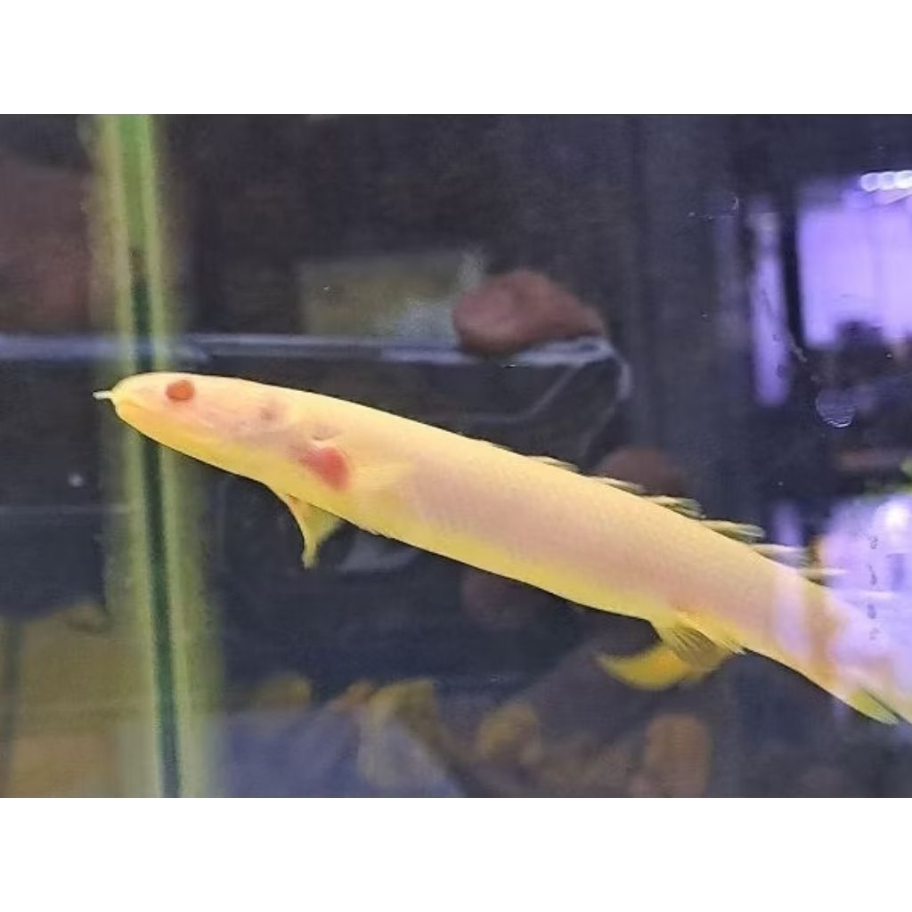 IKAN HIAS PALMAS ALBINO SIZE 10-12CM SEHATT/HIDUP