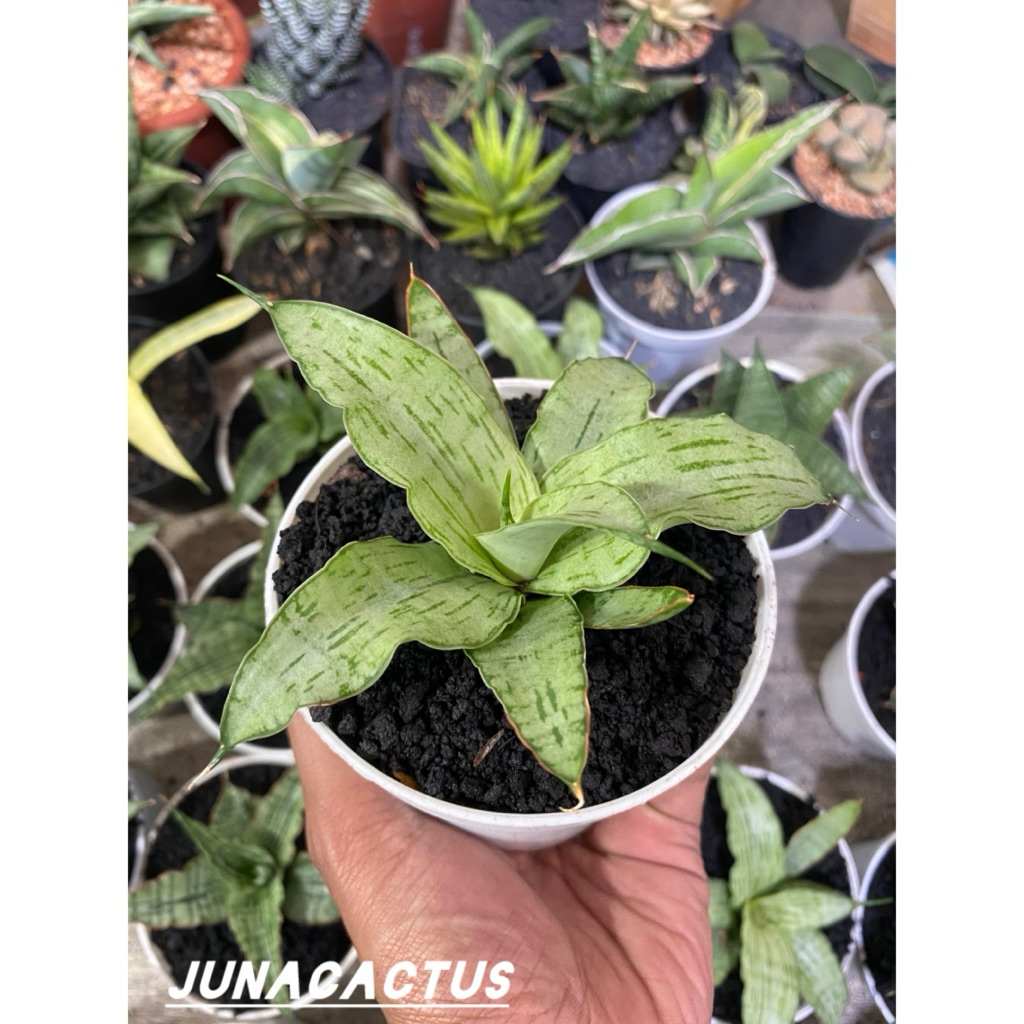 Sansevieria Hybrid Lailana