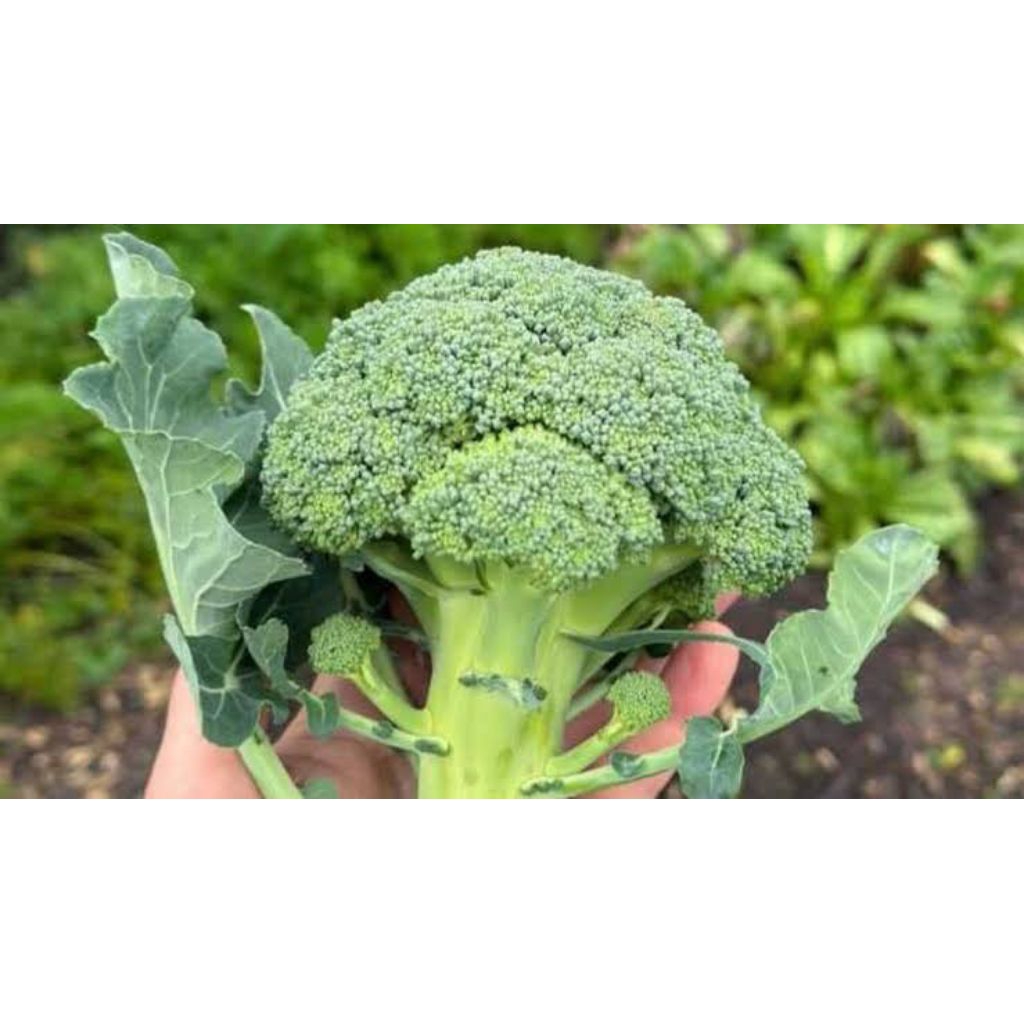 8 Benih Bibit Biji Brokoli Bibit Biji Tanaman Brokoli