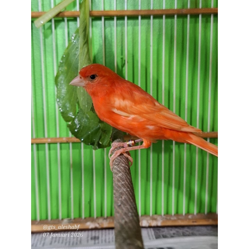 SEPASANG KENARI MERLOK MERAH LOKAL SIAPAN DEWASA WARNA ALAMI MURNI GENETIK