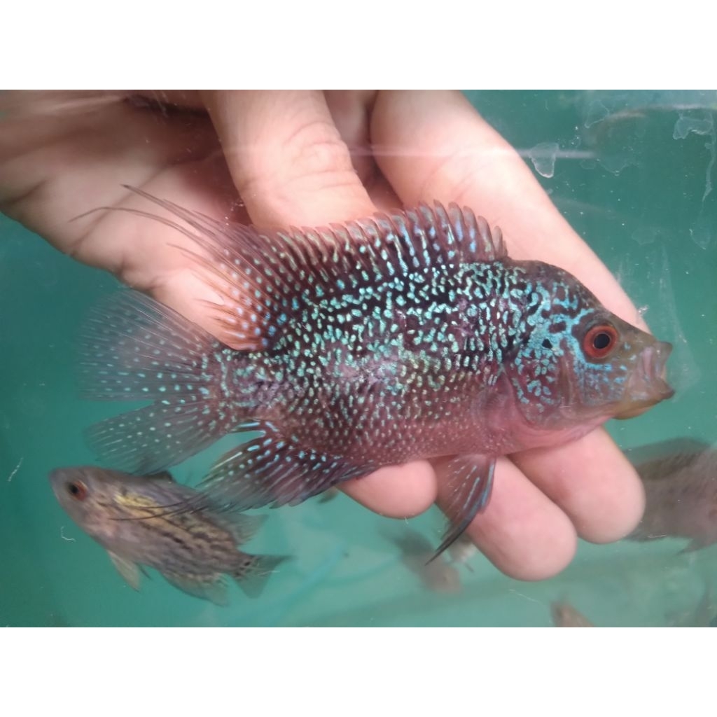 Anakan Louhan Super Red Dragon SRD Genetik Bagus