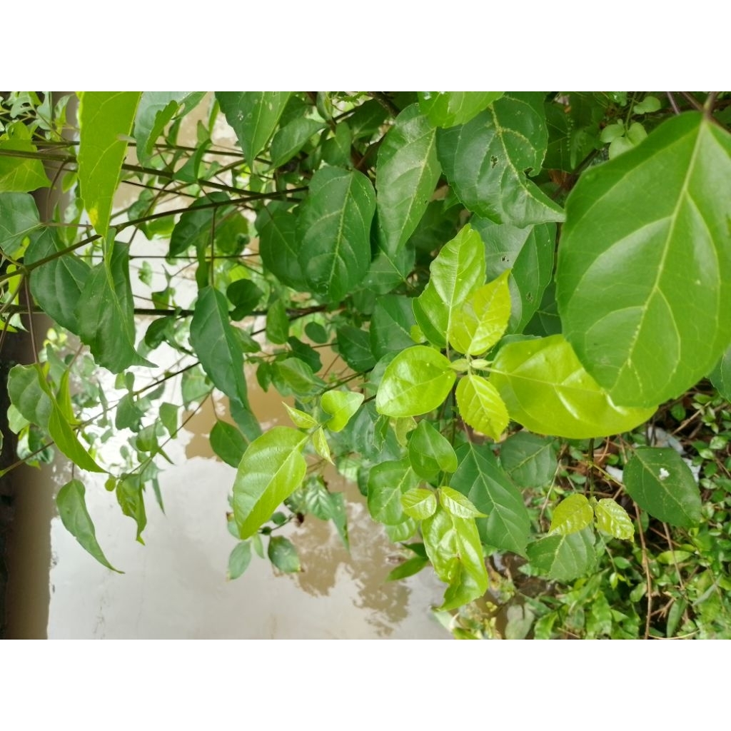 bibit waung(daun singkil)