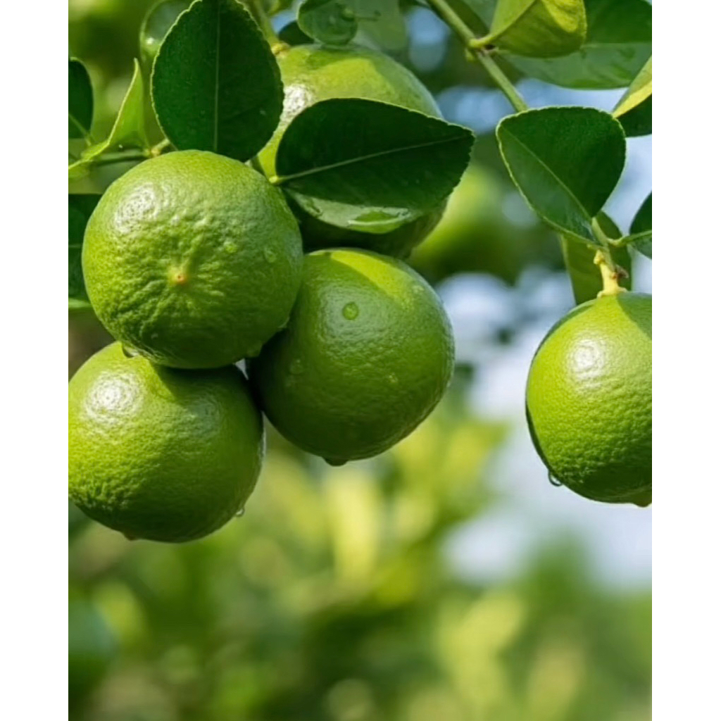 Bibit Buah Jeruk Nipis atau Tanaman Buah Jeruk Nipis