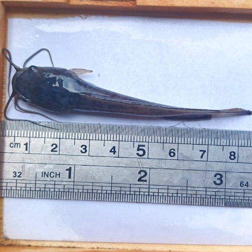 paket isi 20ekor benih ikan lele sangkuriang ukuran 7-8cm/bibit ikan lele sangkuriang