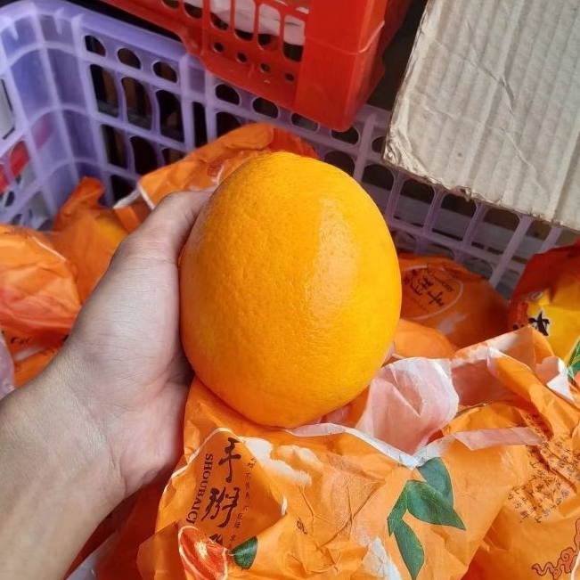 Jeruk Sunkist Navel Valencia Premium Fresh Manis Juicy