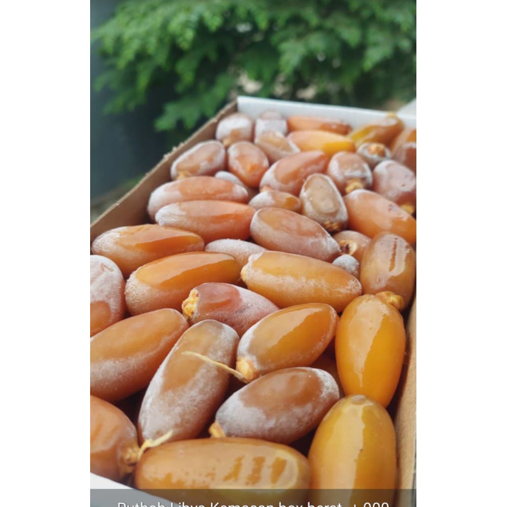 KURMA RUTHOB LIBYA / RUTHOB LIBYA PREMIUM -+ 900