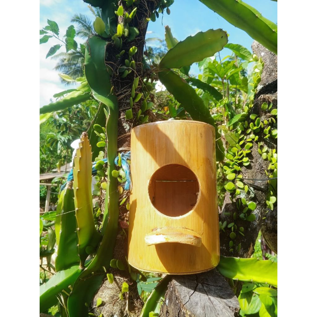 Glodok bambu sarang burung murai pintu belakang