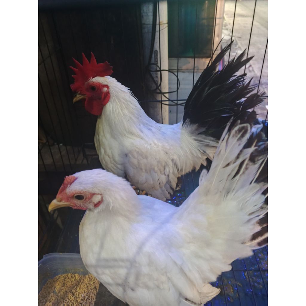 ayam Kate Thailand sepasang