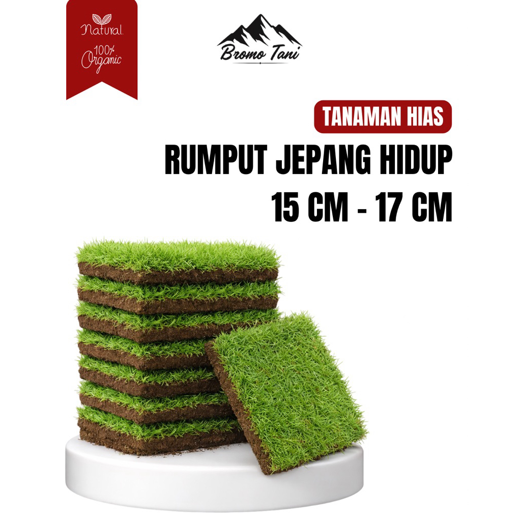 BROMO TANI Rumput Jepang Hidup 15-17 Cm /  Rumput Hias Hijau Segar Untuk Taman / Kuburan / Makam