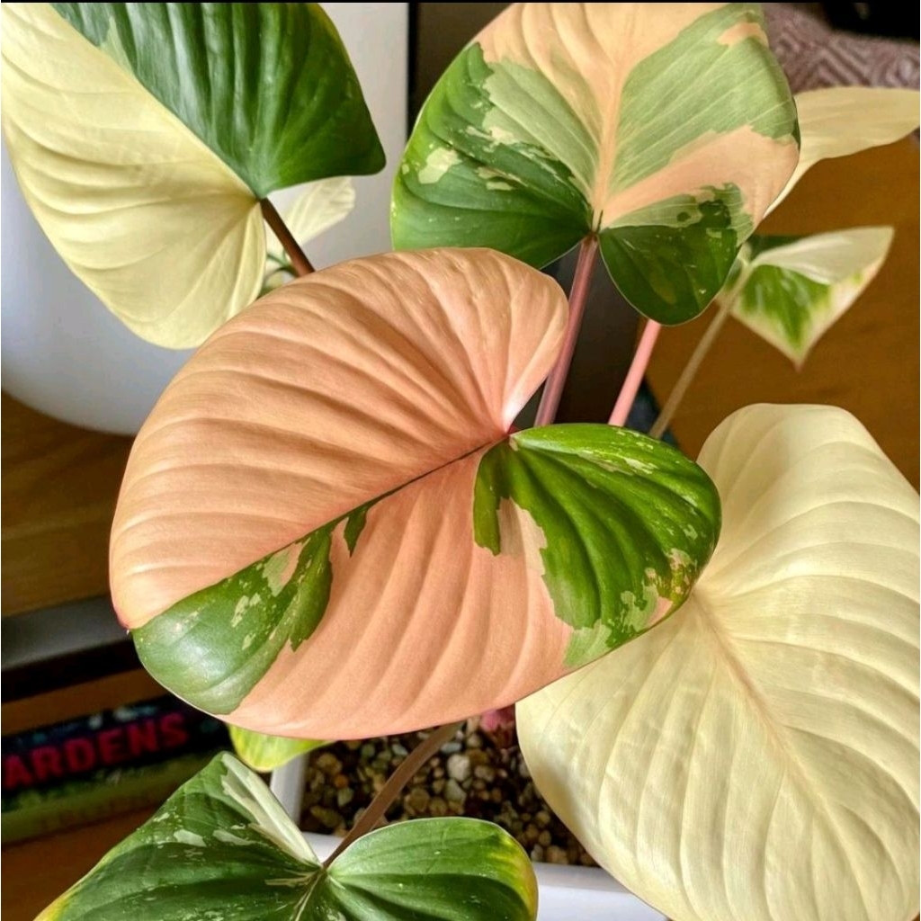 Tanaman Homalomena Rubescens Varigata Variegata Hamalomena Real Pict Murah Ekonomis