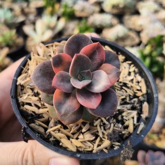 sukulen echeveria chroma