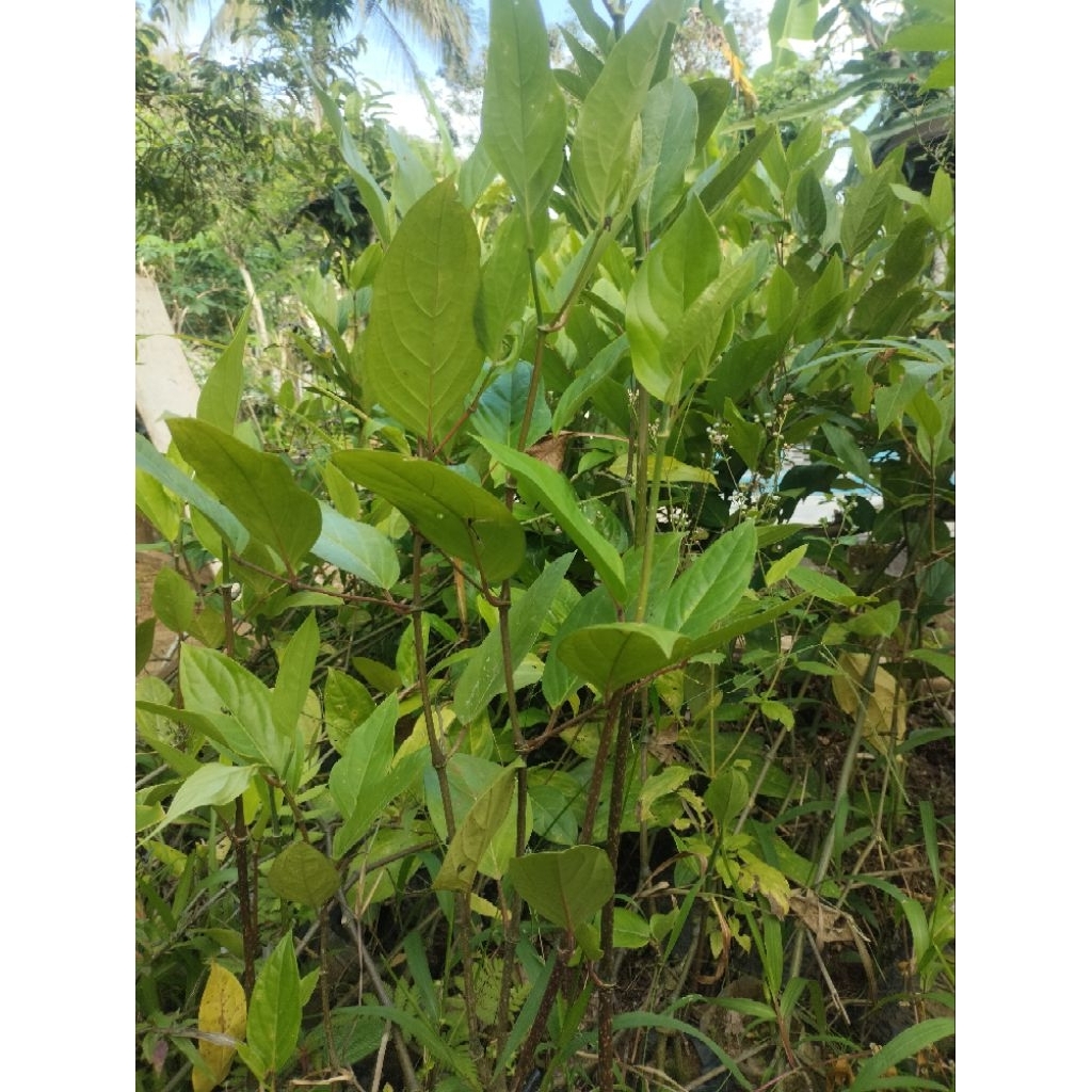 Bibit Lada Panjat India Sambung Melada Per 10 Bibit