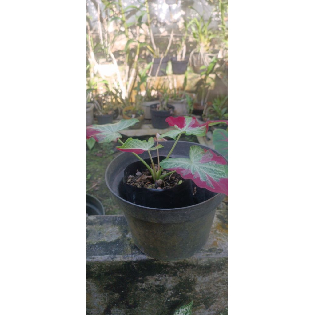 keladi shycool/cat tumpah