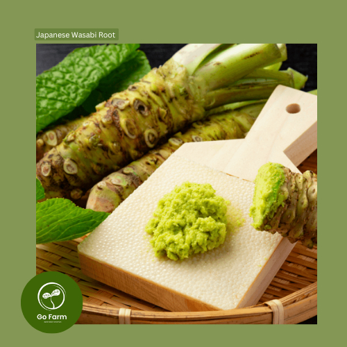 Benih Bibit Japanese Wasabi Root 10 Biji