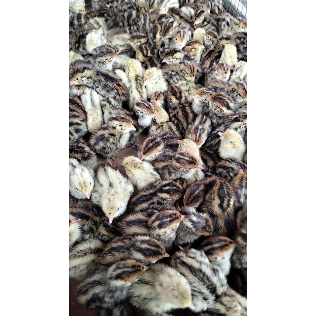 puyuh kecil anakan puyuh kecil doq puyuh anak burung puyuh