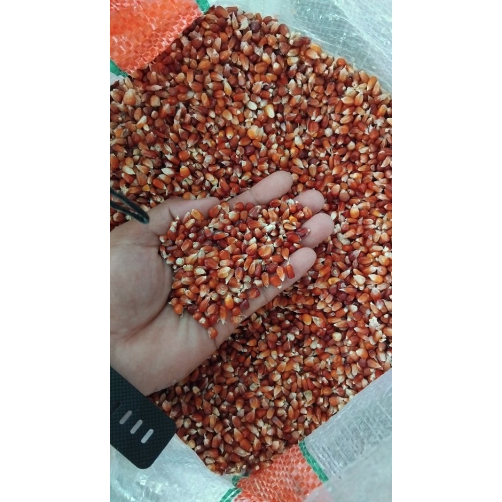 jagung manggis, jagung kecil, jagung merpati doro
