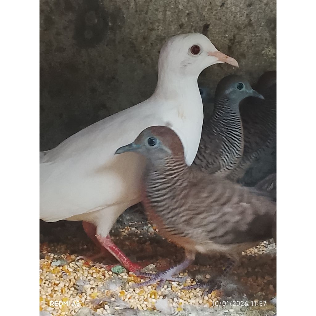 PUTER PELUNG PUTIH JANTAN