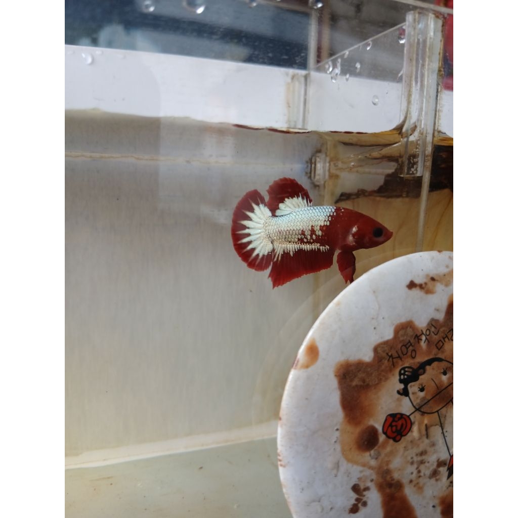 STICKER CUPANG FCCP STARTAIL