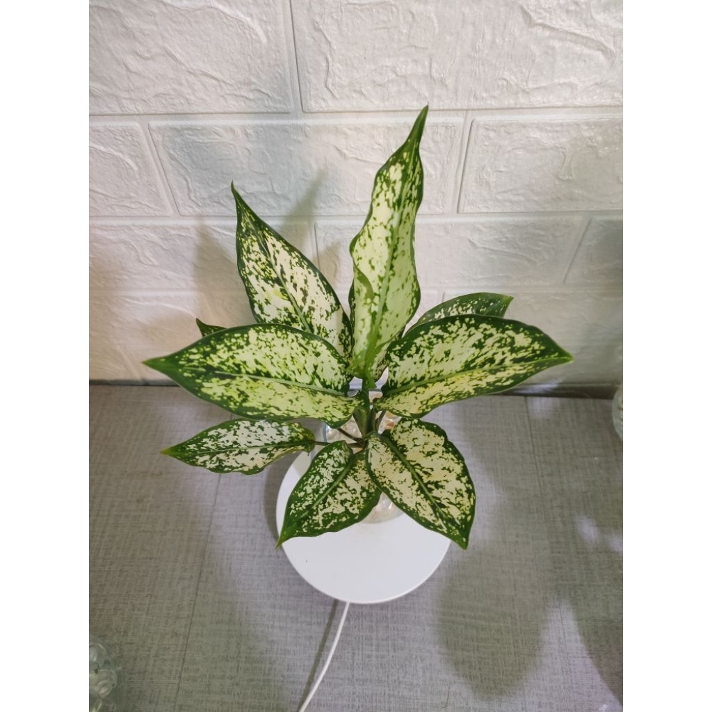 Tanaman hias aglonema snow white - tanaman aglonema snow white