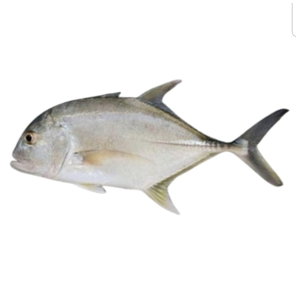 ikan kuwe 1 kg