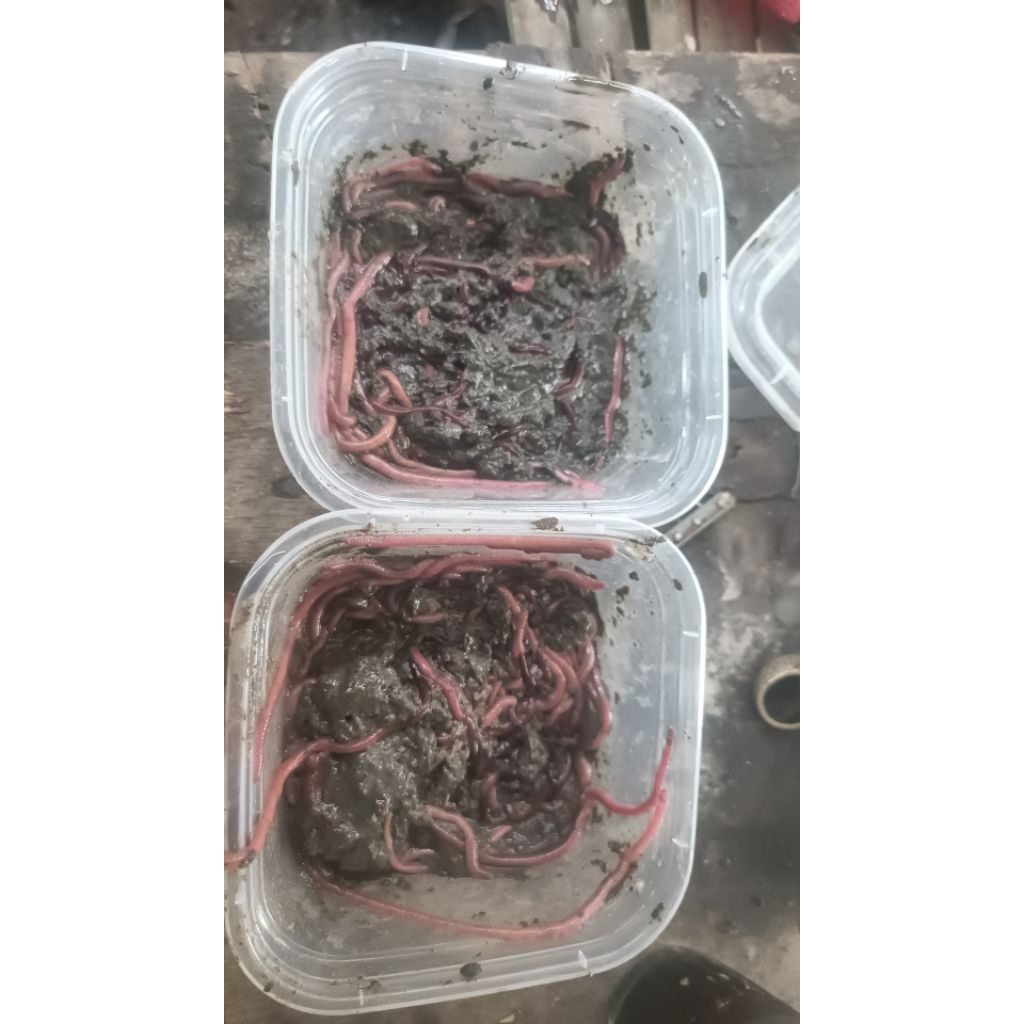 kilung cacing laut merah 30 ekor