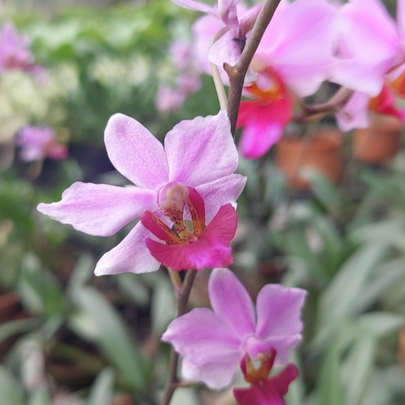 [ SPIKE | BERBUNGA ] Phalaenopsis pulcherrima | Doritis – Anggrek Cantik dengan Keindahan Luar Biasa