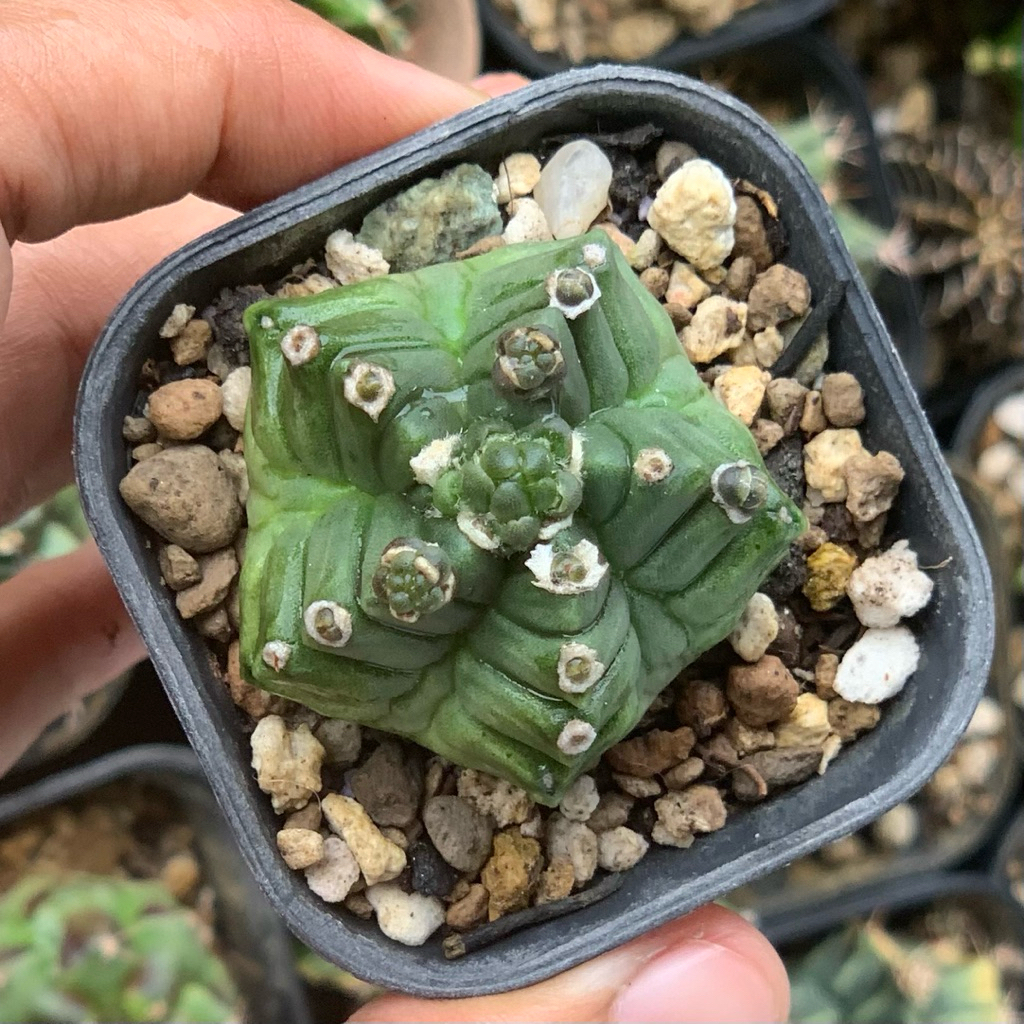 Gymnocalycium kikko gymno id var hybrid varigata kaktus gymno miha var tanaman hias hidup gurun duri