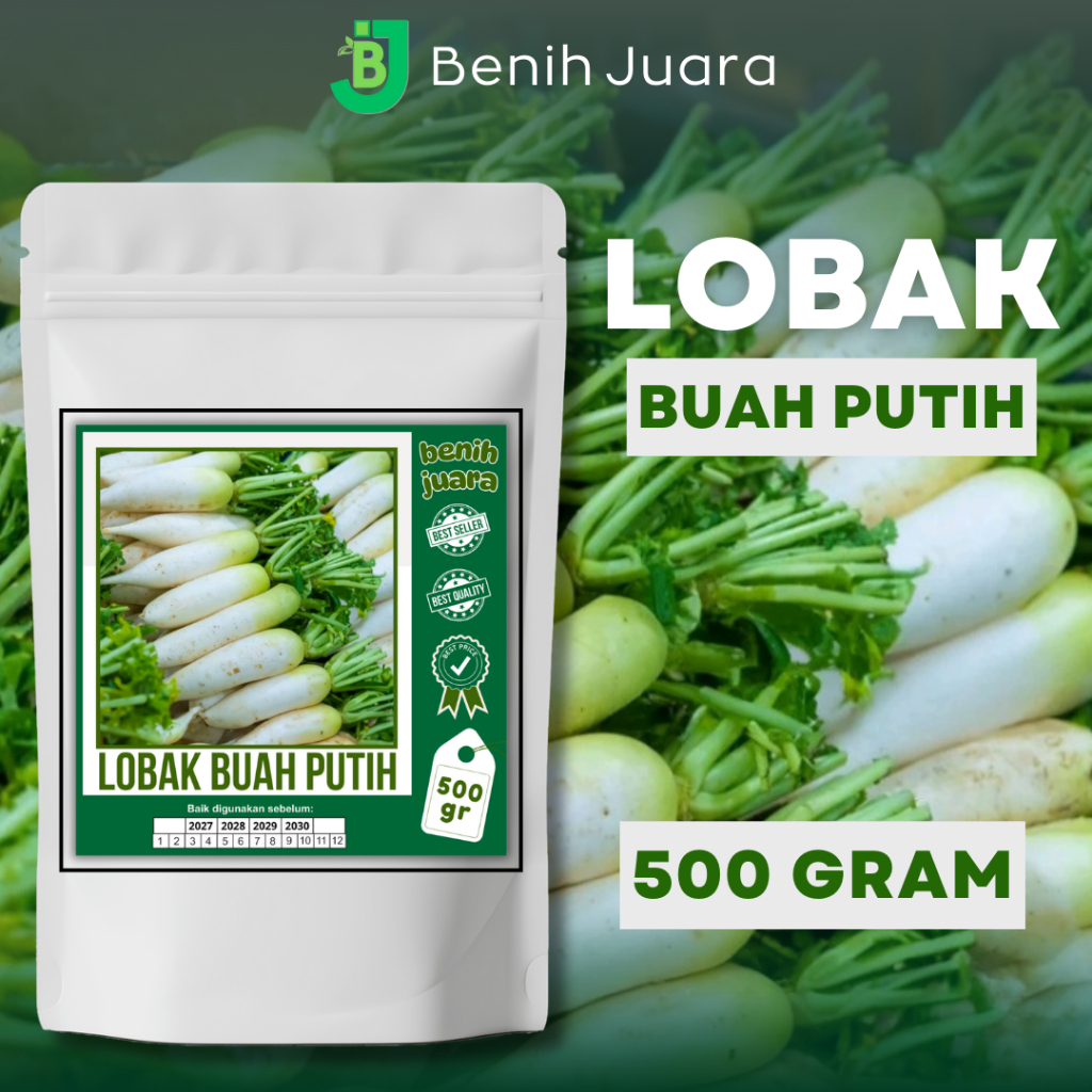 (500 GRAM) BIJI BENIH LOBAK BUAH PUTIH KEMASAN PREMIUM