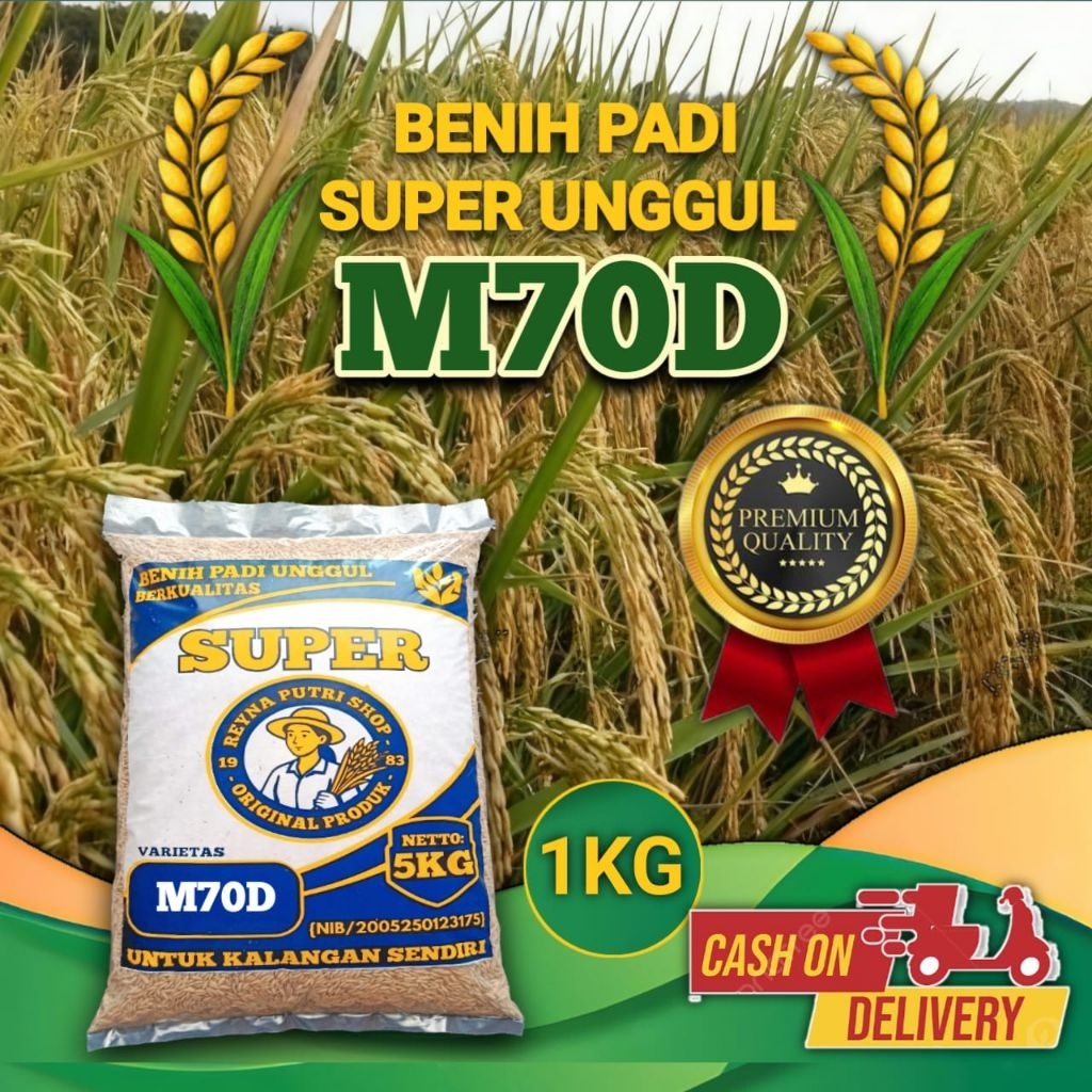 Benih padi M70D super unggul 1kg