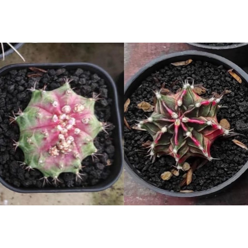 Gymno Neon dan Starfire