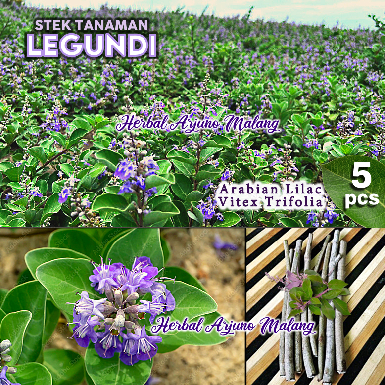 Legundi Gandasari Stek Batang Pohon Tanaman Lagundi Langgundi Arabian Lilac Purpurea Ungu Outdoor Hi