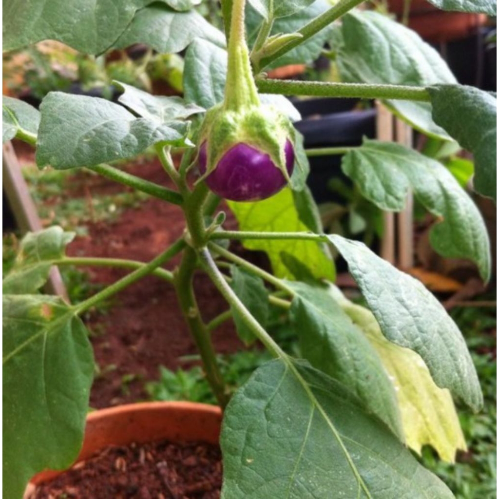 Bibit Benih Biji Terong Ungu Lalap Benih Bibit Biji Terong Lalap Ungu Terong Lalapan