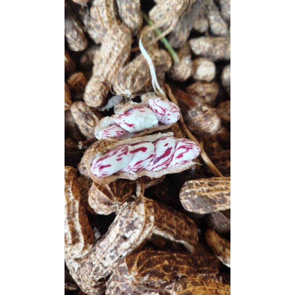 Kacang Batik | Kacang Lurik Madu Super