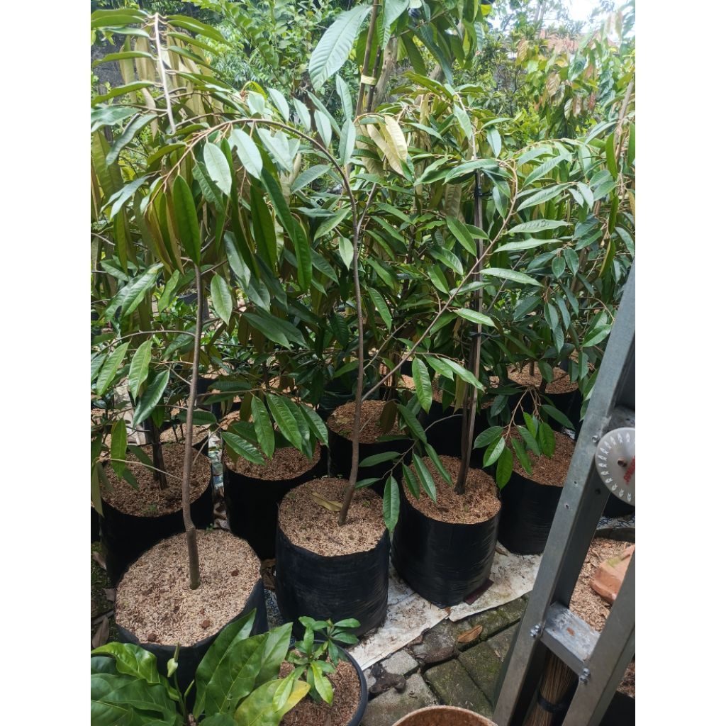 bibit unggul pohon durian musang king 1,5 meter