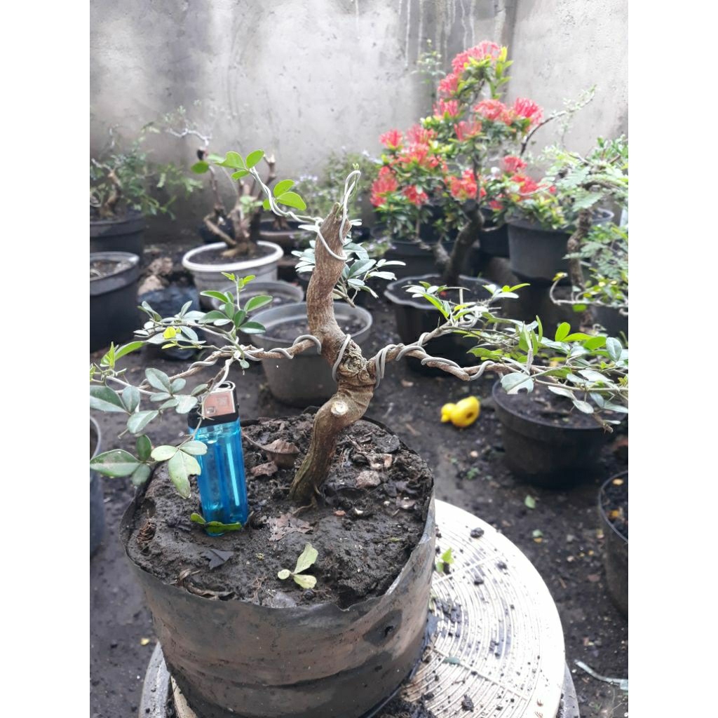 Bonsai Bahan Jeruk kinkit mame