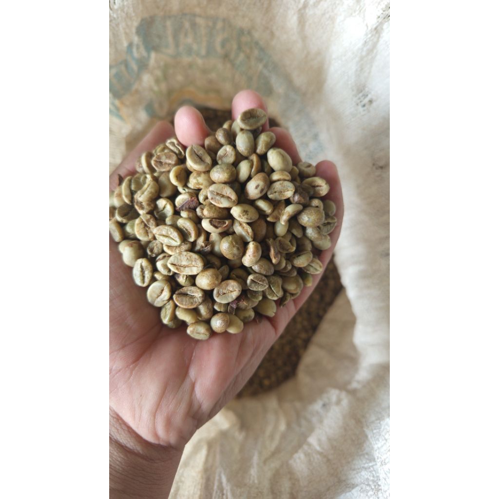 Greenbean robusta asalan petik tua grade A