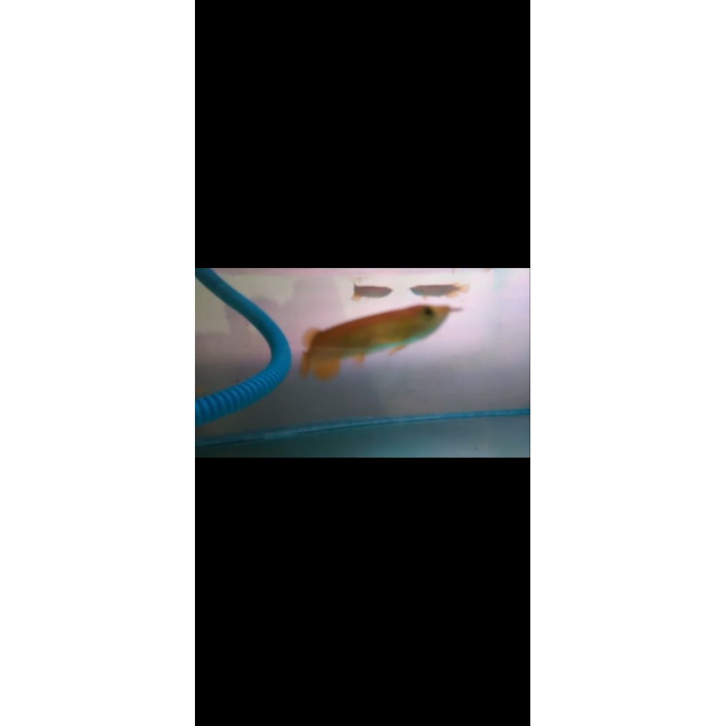 Arwana SR chip luar 8-10cm